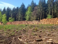 Wood You Like a Say?