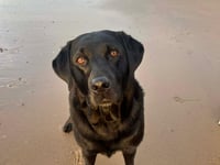 Dory's Story: From Kirk Michael to Crufts