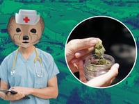 Hospital Sets Out Cannabis Rules